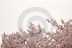 Cherry Blossom Trees, Buds, Leaves