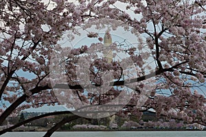 Cherry blossom trees at edge of tidal basin Washington DC