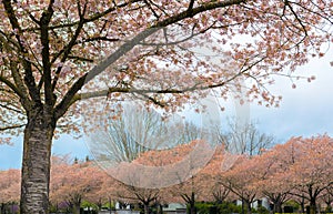 Cherry Blossom Trees full Bloom in Salem Oregon