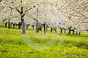 Cherry Blossom trees on a green field