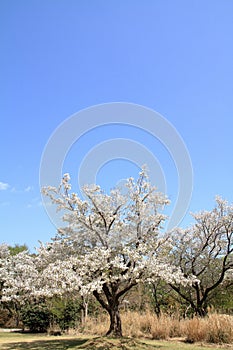Cherry blossom trees at Higashi Izu cross country course