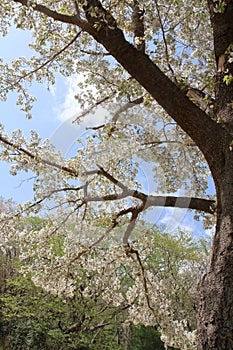 Cherry blossom trees at Higashi Izu cross country course