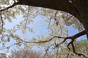 Cherry blossom trees at Higashi Izu cross country course