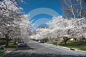Cherry blossom trees line the neighborhood USA 3