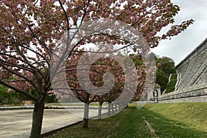 Cherry blossom trees lining up in Kensico Dam Plaza in New York