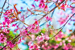 Cherry blossom trees with natural background