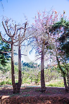 Cherry blossom trees with natural background