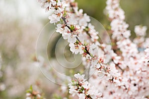 Cherry Blossom trees, Nature time background. Pink white Sakura flowers