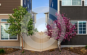 Cherry blossom trees in the newly constructed neighborhood photo