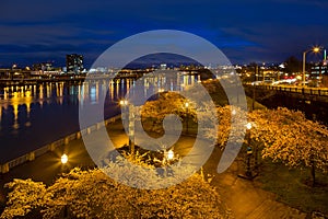 Cherry Blossom Trees at Portland Waterfront Park during Blue Hour