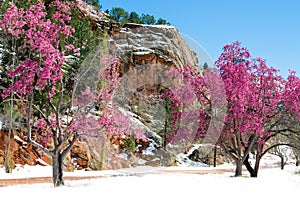 Cherry blossom trees at Red Rock Canyon Open Space Colorado Springs