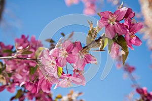 Cherry blossom trees at Red Rock Canyon Open Space Colorado Springs photo