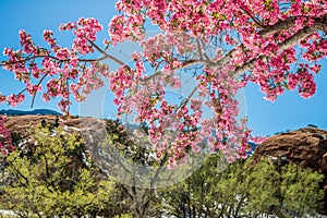 Cherry blossom trees at Red Rock Canyon Open Space Colorado Springs