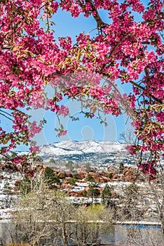 Cherry blossom trees at Red Rock Canyon Open Space Colorado Springs