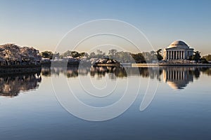 cherry blossom trees and reflection of Thomas Jefferson memorial in the Tidal basin