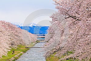 Cherry blossom trees or sakura along the bank of Funakawa River
