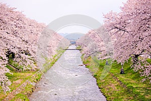 Cherry blossom trees or sakura along the bank of Funakawa River in the town of Asahi in Toyama Japan