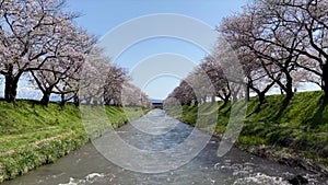 Cherry blossom trees or sakura  along the bank of Funakawa River in the town of Asahi , Toyama Prefecture  Japan.