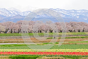 cherry blossom trees or sakura with the Japanese Alps mountain range in the background , the town of Asahi in Toyama Prefecture