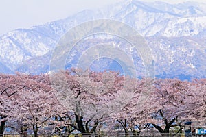 cherry blossom trees or sakura with the Japanese Alps mountain range in the background , the town of Asahi in Toyama Prefecture