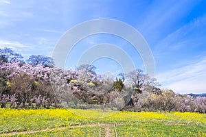 Cherry-blossom trees & x28;Sakura& x29; and many kinds of flowers in Hanam