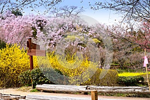 Cherry-blossom trees & x28;Sakura& x29; and many kinds of flowers in Hanam