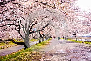 Cherry blossom trees or sakura in the town of Asahi , Toyama Pr