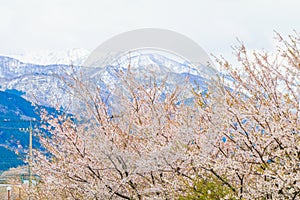 Cherry blossom trees or sakura in the town of Asahi , Toyama Pr