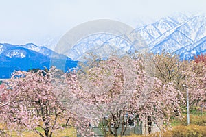 Cherry blossom trees or sakura in the town of Asahi , Toyama Pr