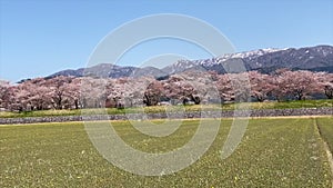 Cherry blossom trees or sakura in the town of Asahi , Toyama Prefecture  Japan.