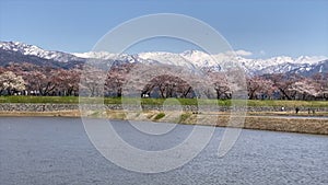 Cherry blossom trees or sakura in the town of Asahi , Toyama Prefecture  Japan.