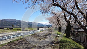 Cherry blossom trees or sakura in the town of Asahi , Toyama Prefecture  Japan.