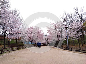 Cherry blossom trees at Seoul Forest