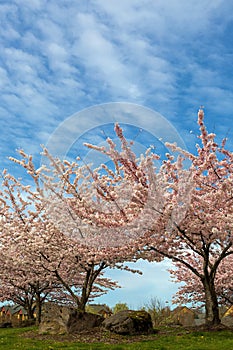 Cherry Blossom Trees in Suburban Residential Neighborhood
