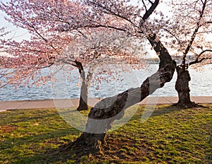 Cherry Blossom Trees by Tidal Basin