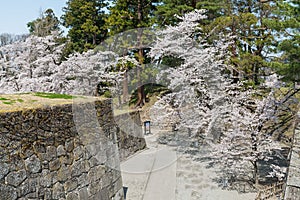 Cherry-blossom trees in Tsuruga castle park.