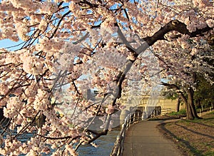 Cherry Blossom Tunnel