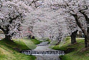 Cherry blossom tunnel appears over the Kannonji River in Kawageta.