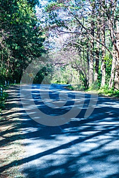 Cherry blossom tunnel at Doi Ang Khang