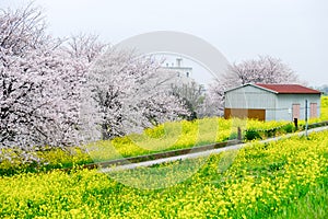 Cherry blossom tunnel and fields of yellow flowering nanohana at Kumagaya Arakawa Ryokuchi Park in Kumagaya,Saitama,Japan.