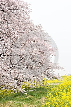 Cherry blossom tunnel and fields of yellow flowering nanohana at Kumagaya Arakawa Ryokuchi Park in Kumagaya,Saitama,Japan.