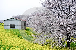 Cherry blossom tunnel and fields of yellow flowering nanohana at Kumagaya Arakawa Ryokuchi Park in Kumagaya,Saitama,Japan.Also kno