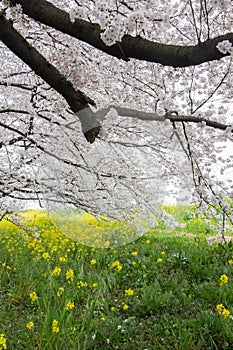 Cherry blossom tunnel and fields of yellow flowering nanohana at Kumagaya Arakawa Ryokuchi Park in Kumagaya,Saitama,Japan.Also kno