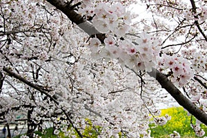 Cherry blossom tunnel and fields of yellow flowering nanohana at Kumagaya Arakawa Ryokuchi Park in Kumagaya,Saitama,Japan.Also kno