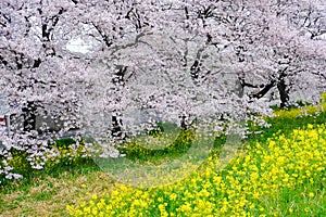 Cherry blossom tunnel and fields of yellow flowering nanohana at Kumagaya Arakawa Ryokuchi Park in Kumagaya,Saitama,Japan.Also kno