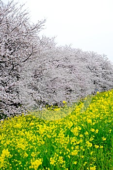 Cherry blossom tunnel and fields of yellow flowering nanohana at Kumagaya Arakawa Ryokuchi Park in Kumagaya,Saitama,Japan.Also kno