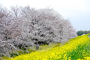 Cherry blossom tunnel and fields of yellow flowering nanohana at Kumagaya Arakawa Ryokuchi Park in Kumagaya,Saitama,Japan.Also kno