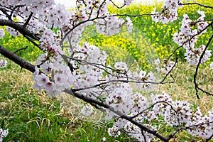 Cherry blossom tunnel and fields of yellow flowering nanohana at Kumagaya Arakawa Ryokuchi Park in Kumagaya,Saitama,Japan.Also kno