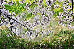 Cherry blossom tunnel and fields of yellow flowering nanohana at Kumagaya Arakawa Ryokuchi Park in Kumagaya,Saitama,Japan.Also kno