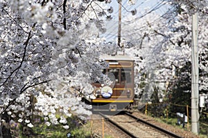 Cherry blossom tunnel, Keifuku line, Arashiyama, Kyoto. railway and brown train